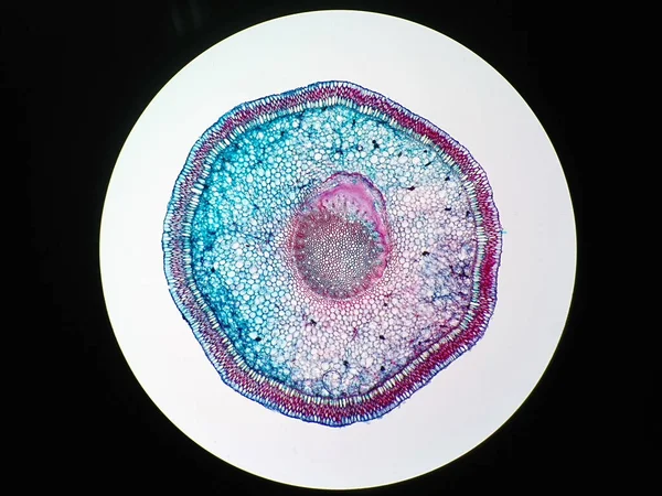 현미경으로 뿌리의 횡단면 — 스톡 사진