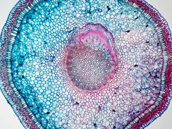 Növénygyökér Keresztmetszete Mikroszkópos Nézetben — Stock Fotó