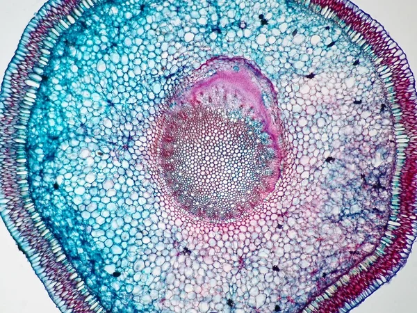 현미경으로 뿌리의 횡단면 — 스톡 사진