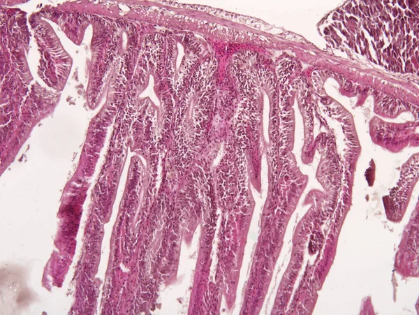 Střevní Zvířecí Tkáň Pod Mikroskopem Histologie Střeva — Stock fotografie