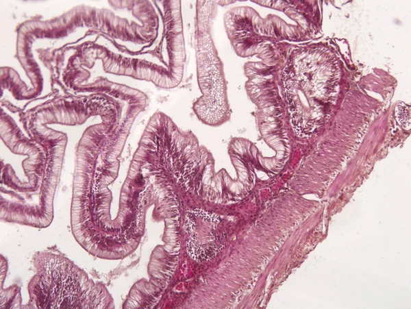 Tessuto Animale Intestinale Microscopio Istologia Dell Intestino — Foto Stock