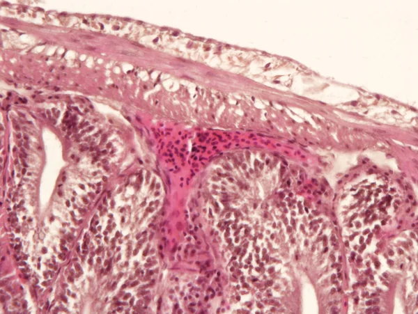 Tejido Intestinal Animal Bajo Vista Del Microscopio Histología Del Intestino —  Fotos de Stock