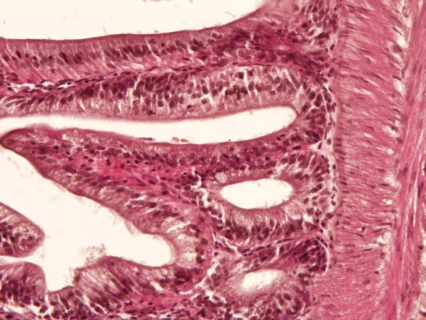 Jelitowa Tkanka Zwierzęca Pod Mikroskopem Histologia Jelit — Zdjęcie stockowe