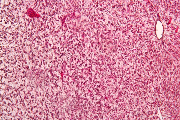 Tecido Animal Fígado Sob Visão Microscópica Histologia Fígado — Fotografia de Stock