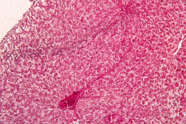 Hígado Tejido Animal Bajo Vista Del Microscopio Histología Del Hígado — Foto de Stock