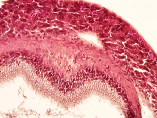 Тканини Тварин Печінки Під Мікроскопом Гістологія Печінки — стокове фото