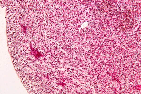 Jaterní Tkáň Pod Mikroskopem Histologie Jater — Stock fotografie