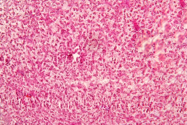 肝动物组织显微观察 肝组织学 — 图库照片