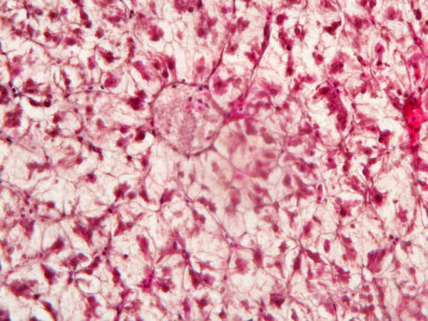 顕微鏡観察下での肝動物組織 肝組織学 — ストック写真