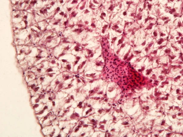 Jaterní Tkáň Pod Mikroskopem Histologie Jater — Stock fotografie