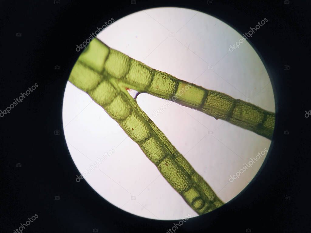 Aquatic plant cell under microscope view