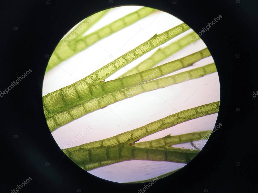 Aquatic plant cell under microscope view