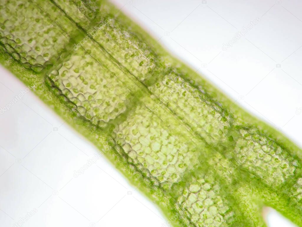 Aquatic plant cell under microscope view