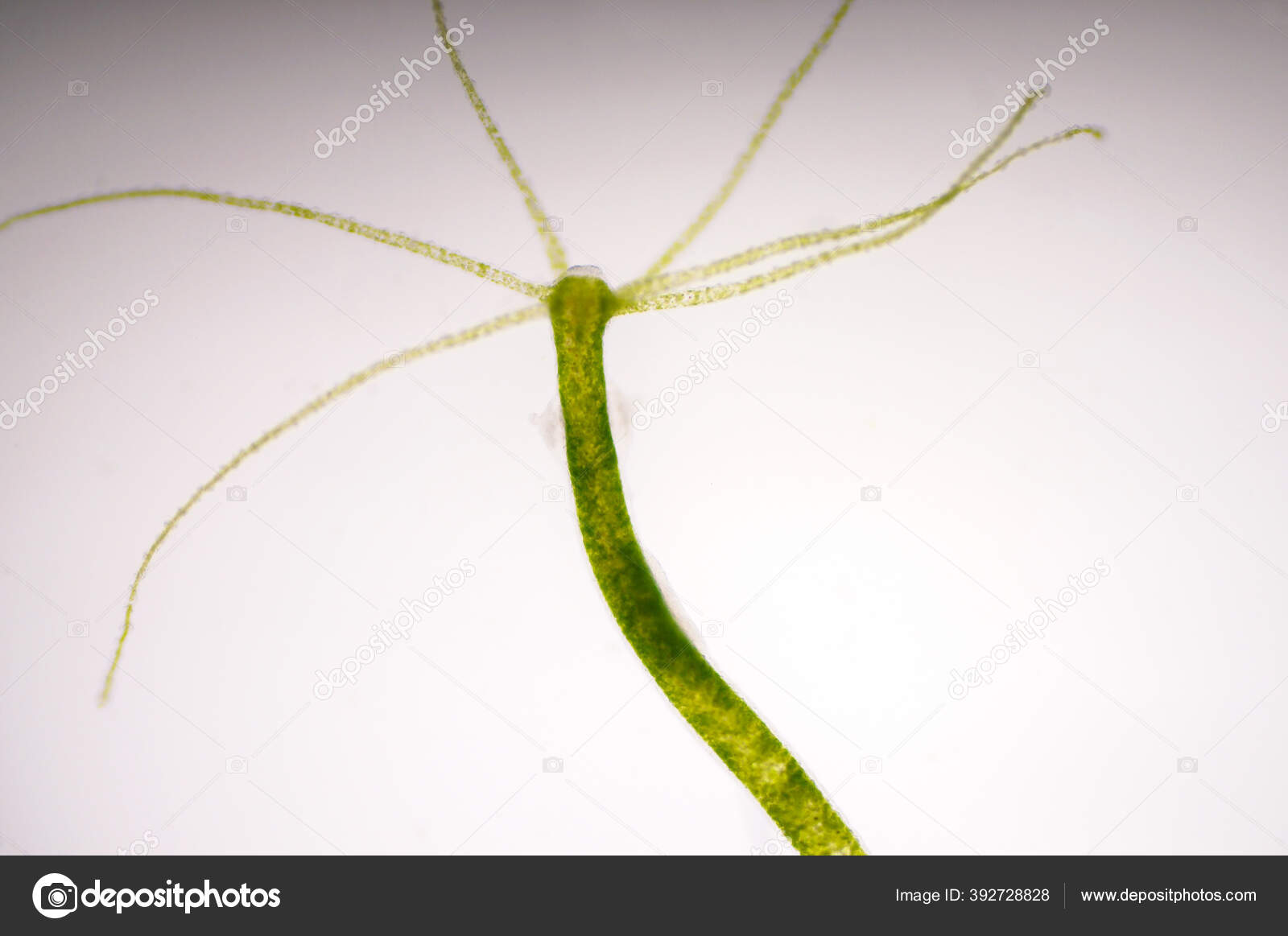 Class Hydrozoa (The hydroids) - Dr. Peat's Biology Page, image size:1600x1163