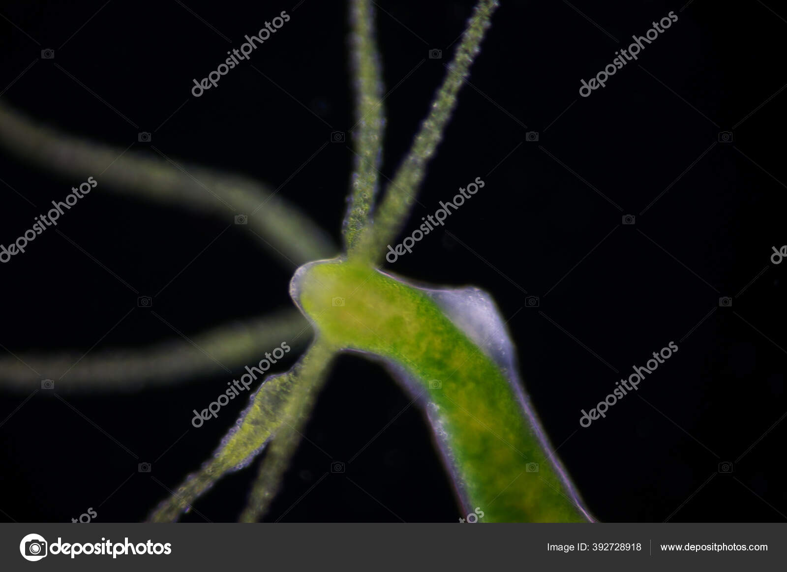 Cnidarian Identification – Academic Coursework, image size:1600x1163