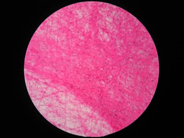 Histology of human areolar tissue under microscope view clipart