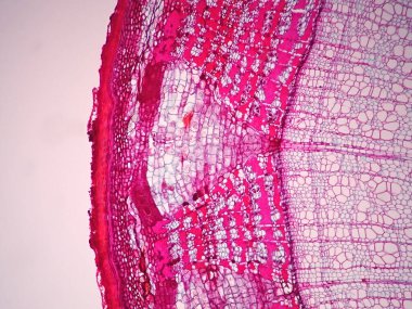 Bitki sapının mikroskop altında kesitleri