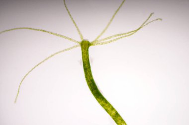 Hydra, Cnidaria cinsi ve Hydrozoa cinsi bir tatlı su hayvanıdır..