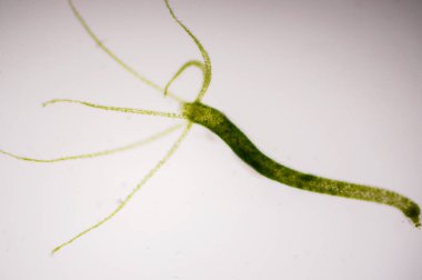 Hydra, Cnidaria cinsi ve Hydrozoa sınıfından küçük, tatlı su hayvanları cinsidir..