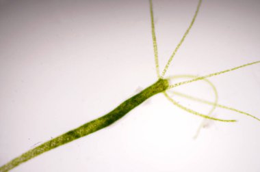 Hydra, Cnidaria cinsi ve Hydrozoa sınıfından küçük, tatlı su hayvanları cinsidir..