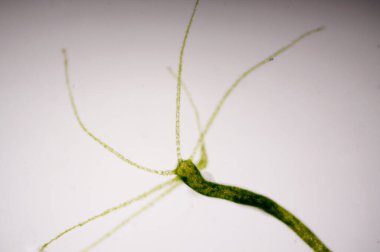 Hydra, Cnidaria cinsi ve Hydrozoa sınıfından küçük, tatlı su hayvanları cinsidir..