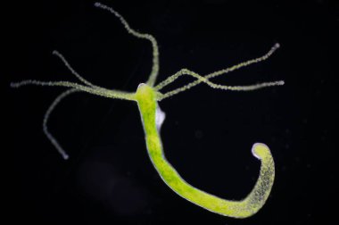 Hydra, Cnidaria cinsi ve Hydrozoa sınıfından küçük, tatlı su hayvanları cinsidir..