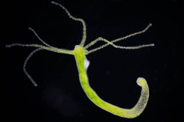 Hydra is a genus of small, fresh-water animals of the phylum Cnidaria and class Hydrozoa. clipart