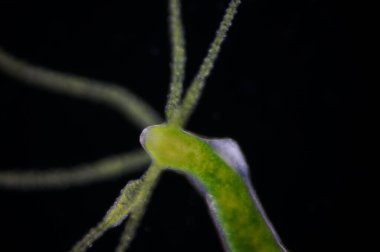 Hydra, Cnidaria cinsi ve Hydrozoa sınıfından küçük, tatlı su hayvanları cinsidir..