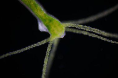 Hydra, Cnidaria cinsi ve Hydrozoa sınıfından küçük, tatlı su hayvanları cinsidir..