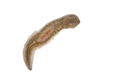Planaria solucanı, mikroskop altında..