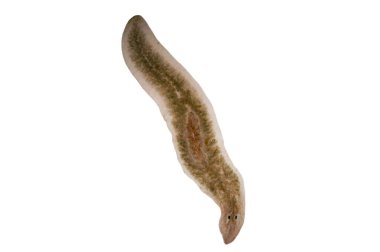 Planaria yassı kurdu mikroskop altında.