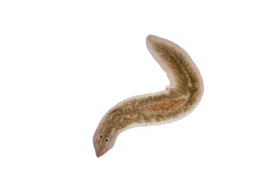 Planaria yassı kurdu mikroskop altında.