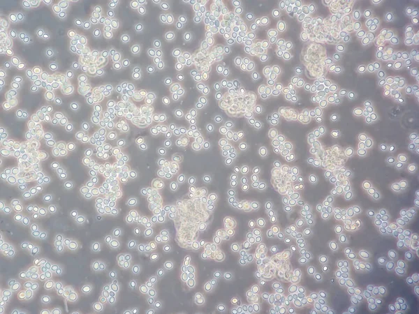 顕微鏡下の酵母細胞 — ストック写真