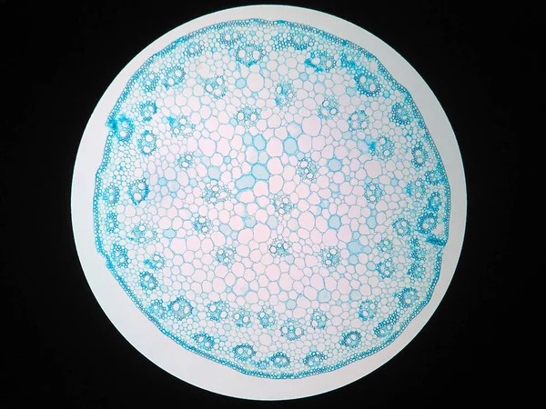Bitki Sapının Mikroskop Altında Kesitleri — Stok fotoğraf