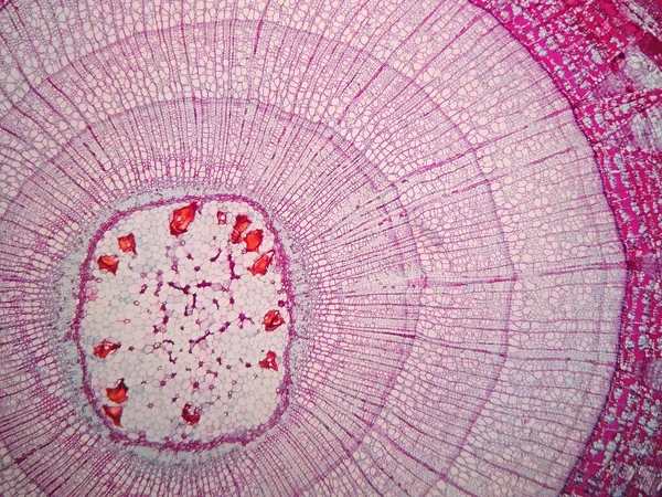 Secções Transversais Caule Vegetal Sob Visão Microscópica — Fotografia de Stock