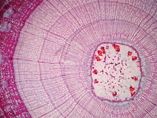 Növényi Szár Keresztmetszete Mikroszkóp Alatt — Stock Fotó