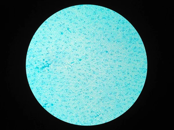 顕微鏡下の葉表皮の断面図 — ストック写真