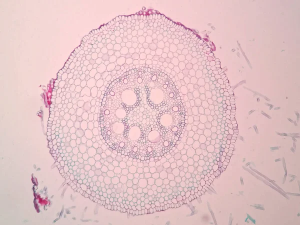 Bitki Kökünün Mikroskop Altında Kesitleri — Stok fotoğraf