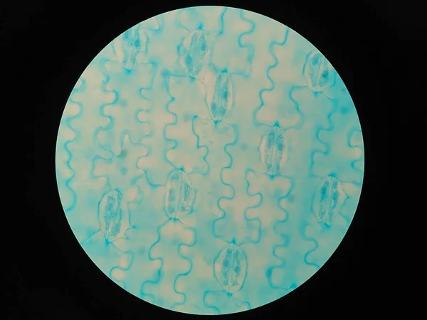 Querschnitte Der Blattepidermis Unter Dem Mikroskop — Stockfoto