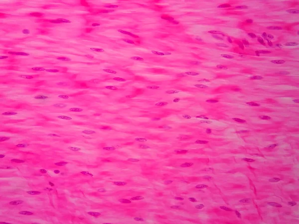 Histologia Músculo Liso Humano Sob Visão Microscópica — Fotografia de Stock