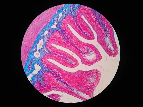 Histologia Tecido Intestinal Humano Sob Visão Microscópica — Fotografia de Stock
