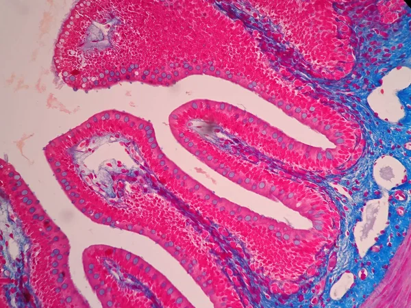 Histologia Tecido Intestinal Humano Sob Visão Microscópica — Fotografia de Stock
