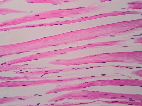 Histologia Músculo Esquelético Humano Sob Visão Microscópica — Fotografia de Stock