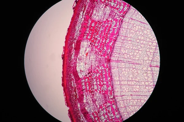 Querschnitte Des Pflanzenstammes Unter Dem Mikroskop — Stockfoto