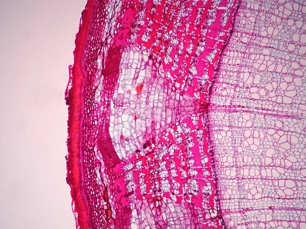 Przekrój Łodygi Roślinnej Pod Mikroskopem — Zdjęcie stockowe