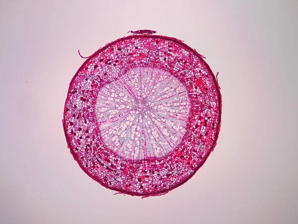 Querschnitte Des Pflanzenstammes Unter Dem Mikroskop — Stockfoto