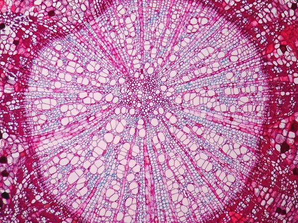 Növényi Szár Keresztmetszete Mikroszkóp Alatt — Stock Fotó