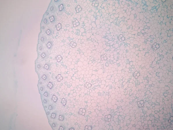 현미경으로 수있는 줄기의 — 스톡 사진