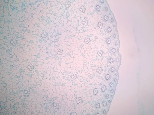 Поперечные Сечения Стебля Растений Микроскопом — стоковое фото
