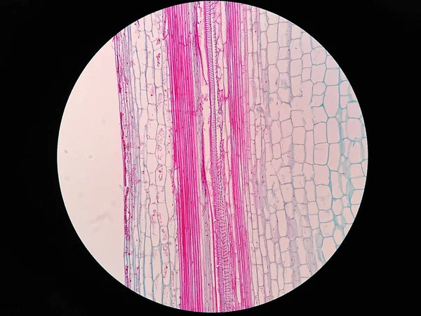 Bitki Sapı Mikroskop Altında Uzun Bir Bölüm — Stok fotoğraf